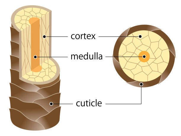 layer of hair structure. The hair shaft consists of cortex,cuticle, and medulla. Hair care and beauty concept The Structure of human hair illustration. Cuticle, cortex, and medulla. Isolated on whitebackground medulla stock illustrations