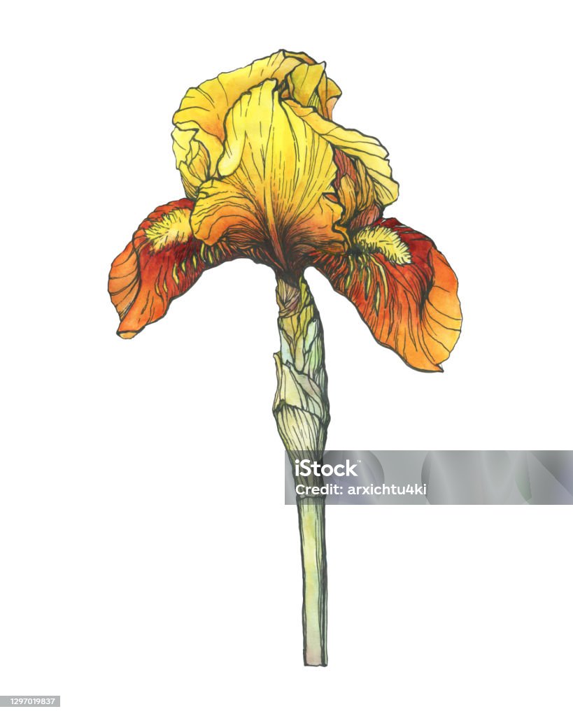 Ilustración de La Piel De La Flor Del Iris De Color Amarillo Y Naranja Ilustración De Contorno Negro Con Pintura Dibujada A Mano De Acuarela Aislada Sobre Fondo Blanco y más Vectores Ilustración de La Piel De La Flor Del Iris De Color Amarillo Y Naranja Ilustración De Contorno Negro Con Pintura Dibujada A Mano De Acuarela Aislada Sobre Fondo Blanco y más Vectores
