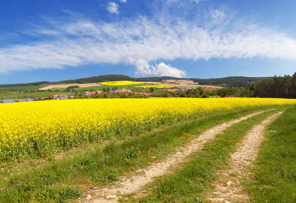 istock rapeseed canola or colza field with rural road 1297020785