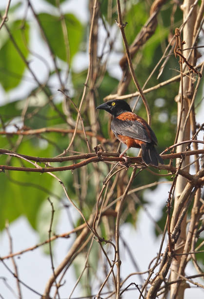 istock Vieillot's Black Weaver 1297022065