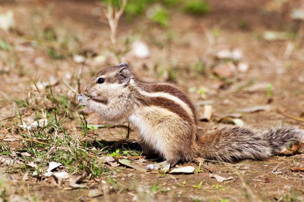 istock ground squirrel, quirrels are small rodents 1297022204