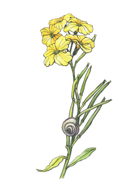 Сloseup of Erysimum cheiri yellow flower (also known as Cheiranthus cheiri, the wallflower). Black outline illustration with watercolor hand drawn painting, isolated on white background. Сloseup of Erysimum cheiri yellow flower (also known as Cheiranthus cheiri, the wallflower). Black outline illustration with watercolor hand drawn painting, isolated on white background. erysimum stock illustrations