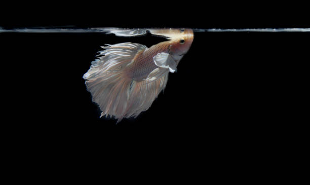 istock White and Yellow Beautiful Crown Tail, Serit, Slayer, Half Moon pineapple Cupang, Betta, siamese fighting fish, Isolated on Black 1297022256