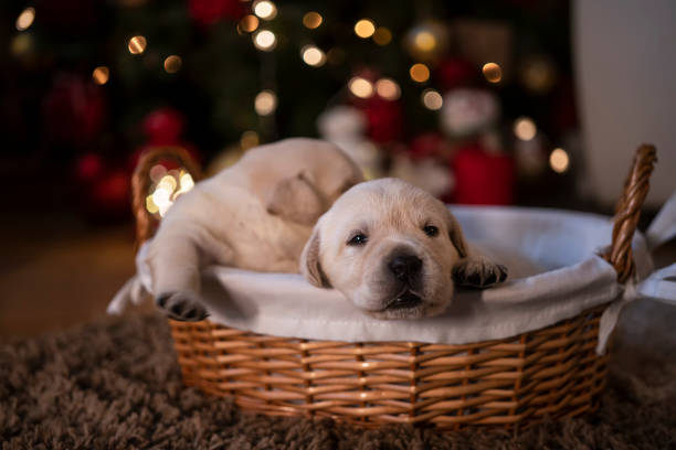 istock Newborn puppies at home 1297022754