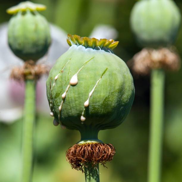240+ Opium Pipe For Sale Stock Photos, Pictures & RoyaltyFree Images