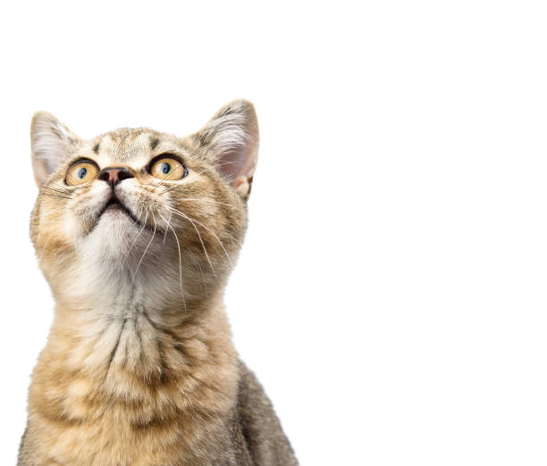 istock Kitten golden ticked british chinchilla straight sits in front on a white background 1297023962