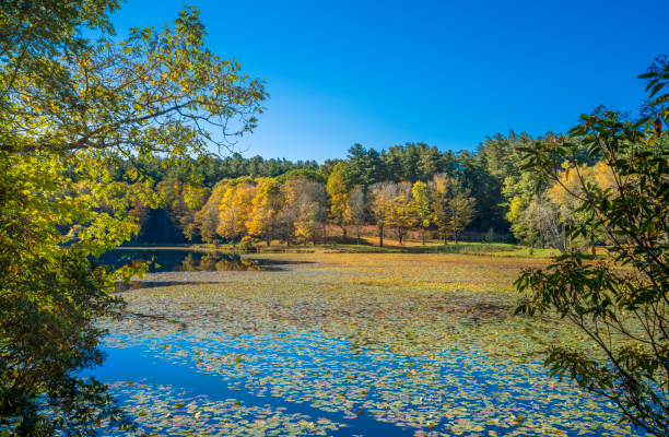 piękna jesienna sceneria w północnej karolinie. - blue ridge mountains blue ridge parkway north carolina autumn zdjęcia i obrazy z banku zdjęć