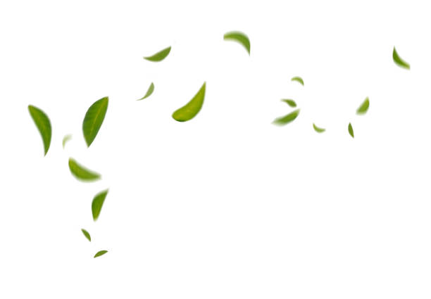 foglie galleggianti verdi foglie volanti foglie verdi danza, atmosfera purificatore d'aria semplice immagine principale - foglia foto e immagini stock