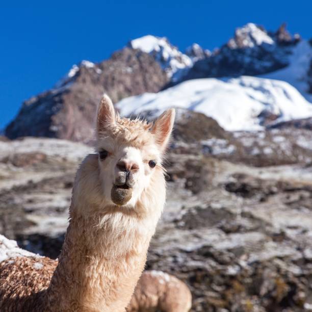 istock llama or lama, one animal head portrait 1297025118
