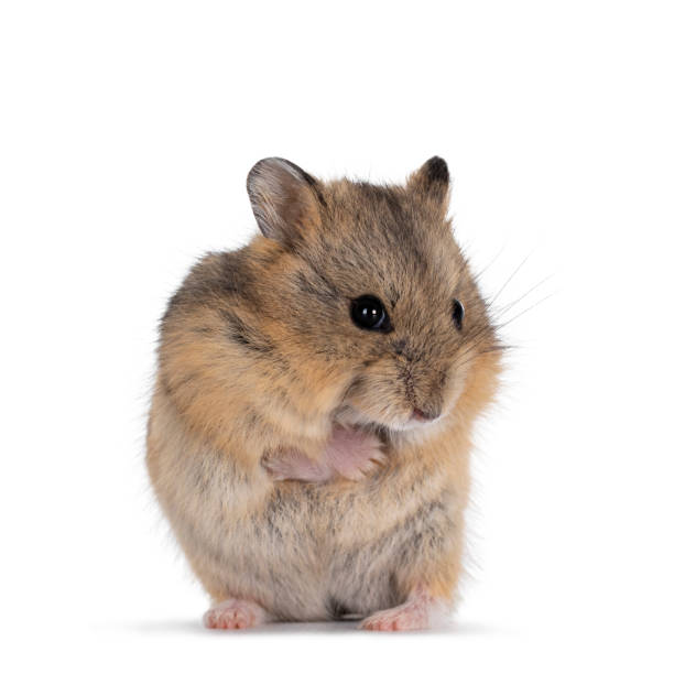 istock Cute baby hamster on white background 1297025247