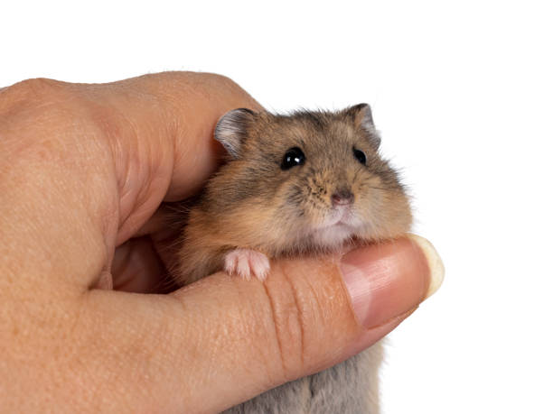 istock Cute baby hamster on white background 1297025259