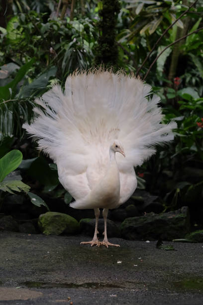 istock Bird species at bali bird park 1297026520