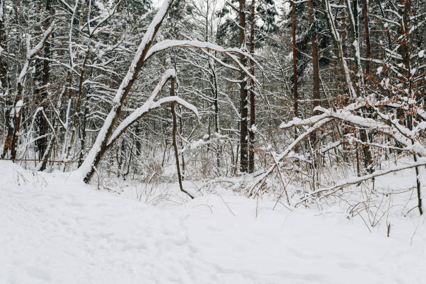 forest covered with snow in winter