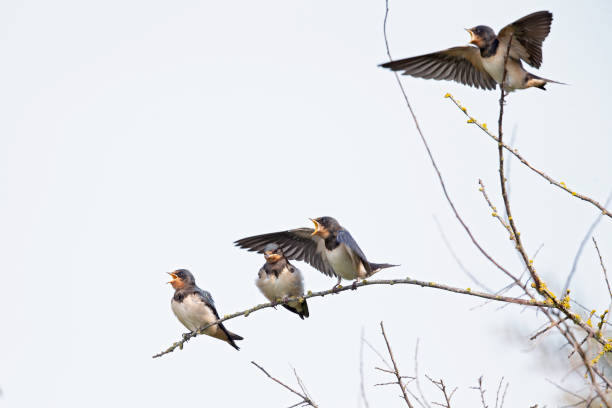 Juvenile barn swallows (Hirundo rustica) waiting to be fed perched on a branch.