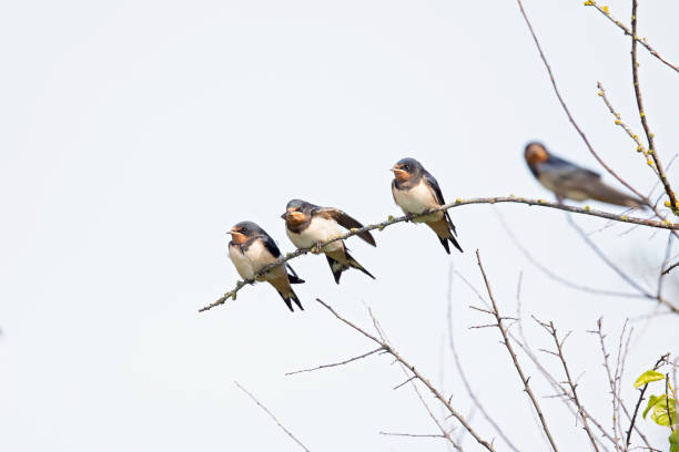 istock Juvenile barn swallows (Hirundo rustica) waiting to be fed perched on a branch. 1297027040