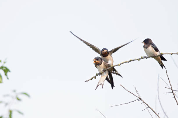 istock Juvenile barn swallows (Hirundo rustica) waiting to be fed perched on a branch. 1297027079