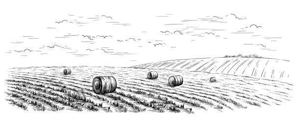 sketch hand drawn harvesting from the field using a combine different stages of cleaning vector sketch hand drawn harvesting from the field using a combine different stages of cleaning vector illustration hay field stock illustrations
