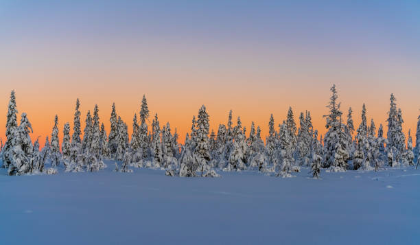 sunset over a snow covered arctic pine forest in a winter wonderland. - christmas winter sunset snow imagens e fotografias de stock