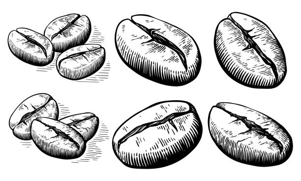 ilustraciones, imágenes clip art, dibujos animados e iconos de stock de bosquejar granos de café dibujados a mano juntos y vector por separado - coffee beans