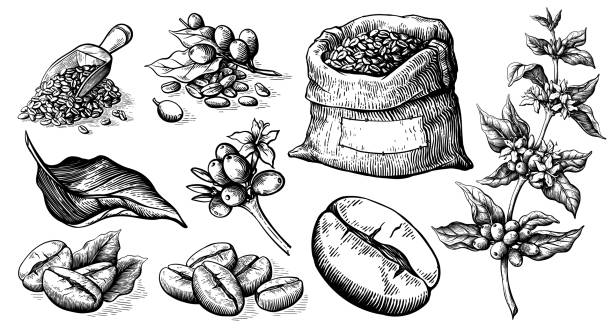 ilustrações, clipart, desenhos animados e ícones de conjunto de grãos de café em saco em estilo gráfico vetor desenhado à mão - coffee bag sack bean