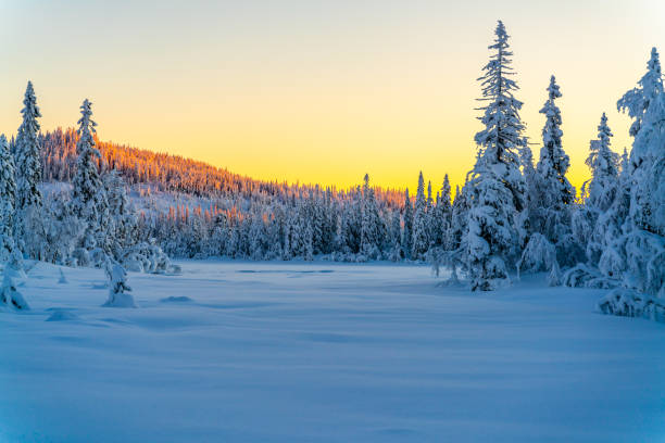 Sunset over a snow covered arctic pine forest in a winter wonderland.