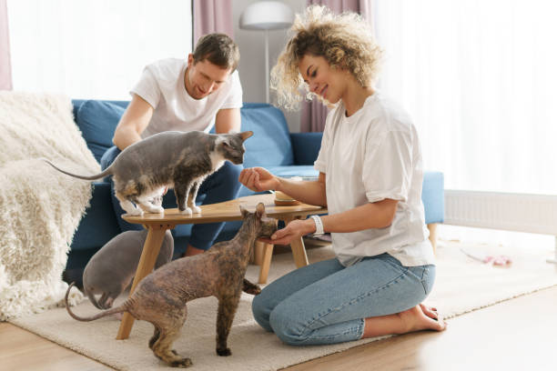 Happy caucasian couple and their cute cats at home Young and happy caucasian couple and their cute cats at home sphynx hairless cat stock pictures, royalty-free photos & images