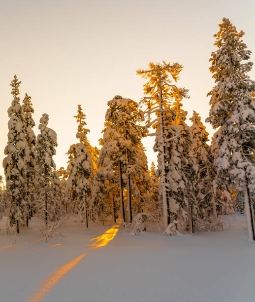 istock Sunset over a snow covered arctic pine forest in a winter wonderland. 1297028351