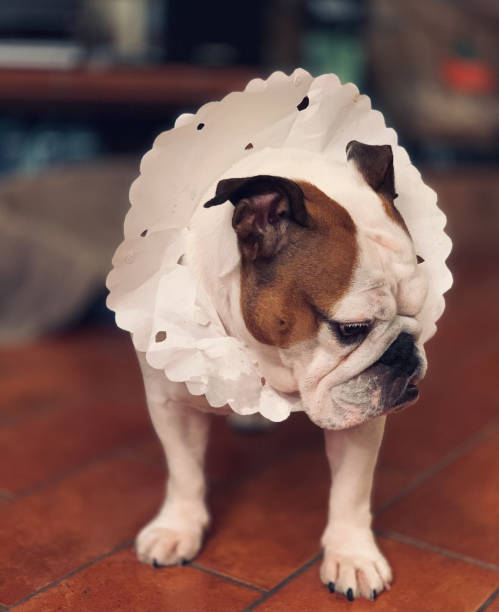 dog with Elizabethan collar English Bulldog with Elizabethan collar made of paper neck ruff stock pictures, royalty-free photos & images
