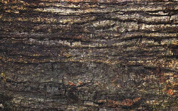 istock Oak bark background texture. Wooden texture. Old oak bark. Abstract background 1297028489