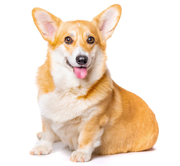 smiling pembroke welsh corgi puppy sitting - pembroke welsh corgi imagens e fotografias de stock