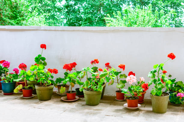 istock Vases with flowers on the balcony 1297032298