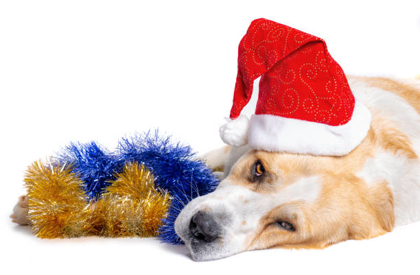 istock Central Asian Shepherd Dog and santa red hat 1297032309