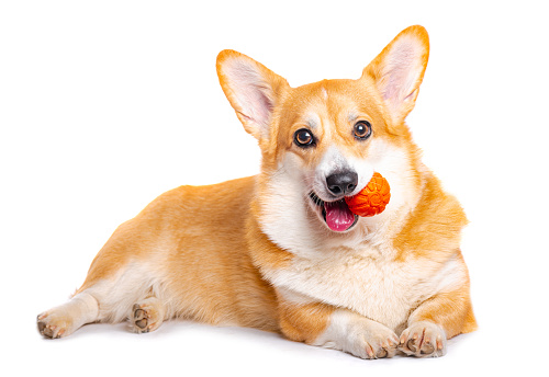 Portrait of happy dog Welsh Corgi Pembroke on orange background