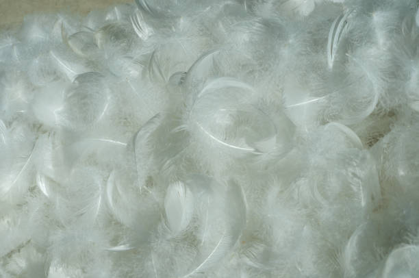Down feathers in a pile - goose feathers, feather