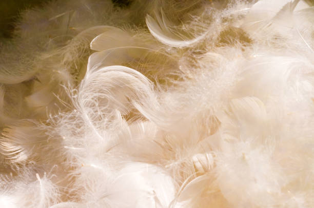 Down feathers in a pile - goose feathers stock photo