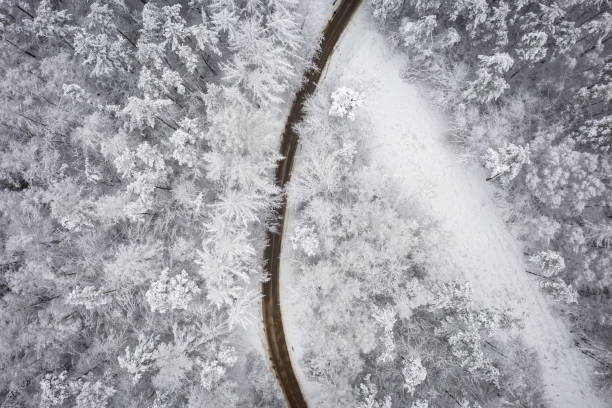 istock Snowy forest in idyllic winter 1297032478
