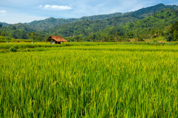 eine wunderschöne landschaft am reisfeld in indonesien - rice paddy rice food short grain rice stock-fotos und bilder