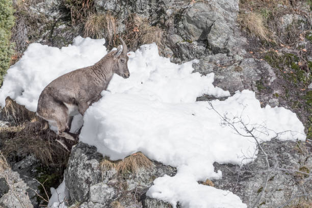 istock Young Alpine ibex on mountain wall (Capra ibex) 1297032795