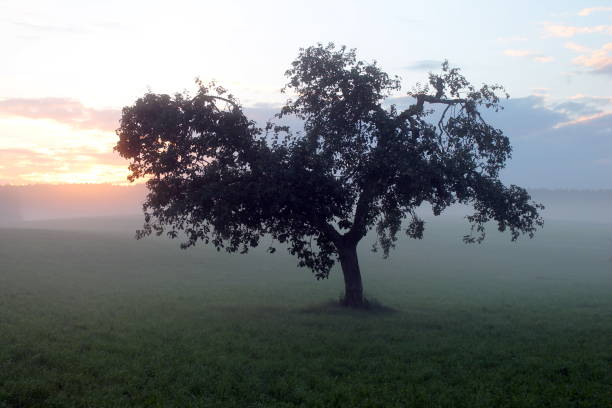 Apple tree at sunrise Load-bearing apple tree in backlight. Twilight. Morning. Sunrise. Meadow. Dew. Fresh.  Autumn. Morning has broken. hope god lighting technique tree stock pictures, royalty-free photos & images