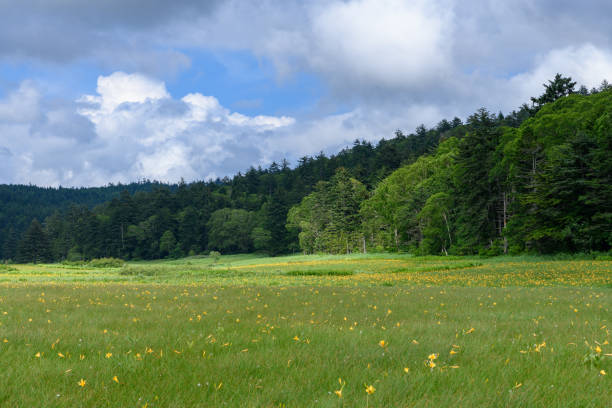 istock Oe Marsh where alpine plants (Scientific name:Hemerocallis dumortieri var. esculenta) blooms in Oze National Park 1297034123