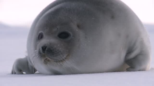 A baby seal on the ice