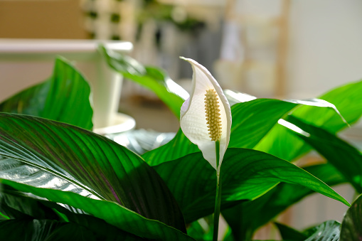 Row of potted Spathiphyllum plant for sale in the garden shop.