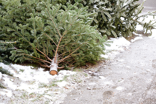 Several used Christmas trees are covered with snow on the side of the road in Germany after Christmas
