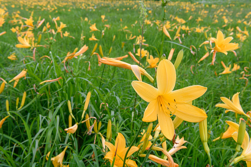 Alpine plants in Oe Marsh (Scientific name:Hemerocallis dumortieri var. esculenta).Oze is a national park and most well known features are the Ozegahara Marshland and the Ozenuma Pond.