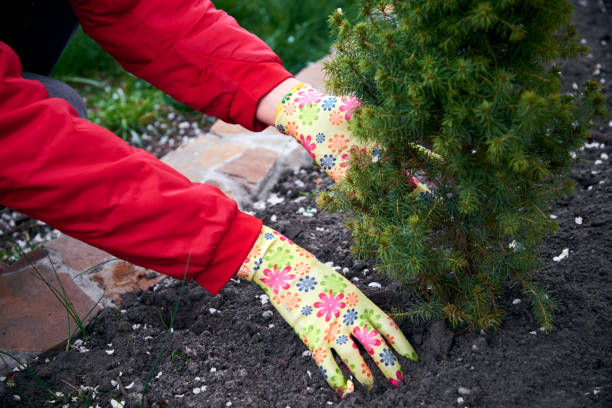 istock Garden care in spring. 1297036495