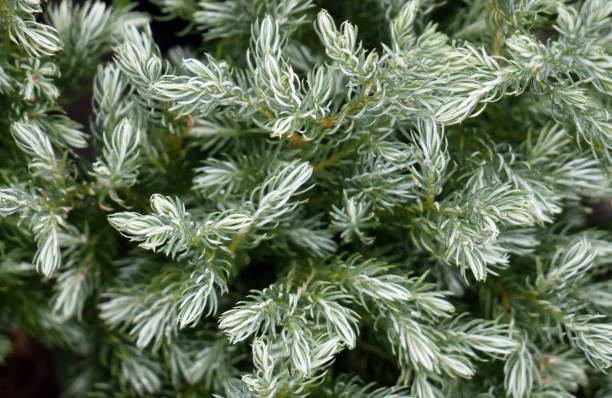 istock Top view janiperus squamata leaves 1297036827