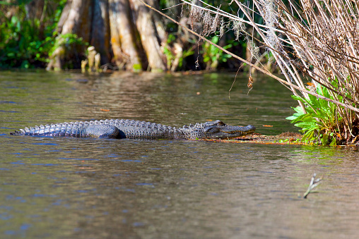 An American alligator takes advantage of the warmth of the morning sun.