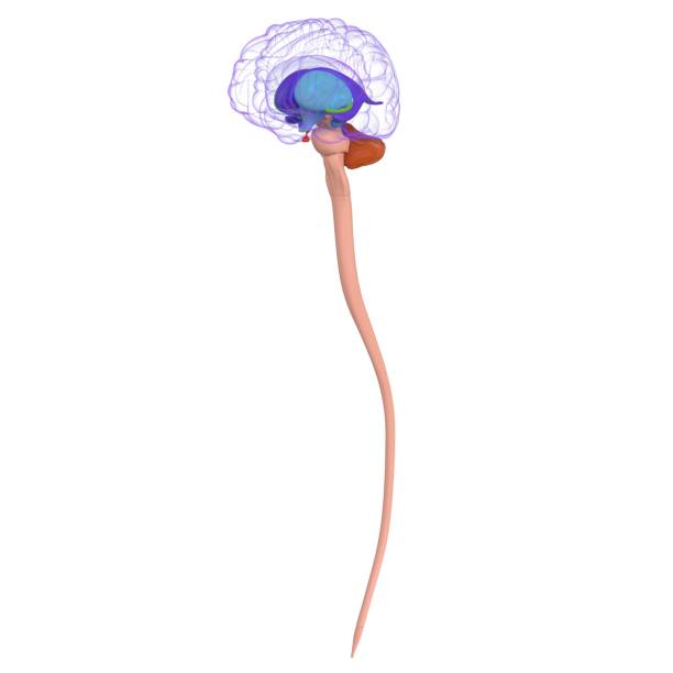 3D Illustration Concept of Central Organ of Human Nervous System Brain Anatomy