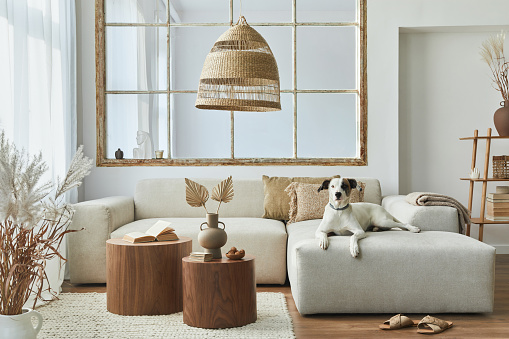 Stylish interior of living room with design modular sofa, furniture, coffee table, rattan decoration, dried flowers and elegant accessories in modern home decor. Beautiful dog lying on the sofa.