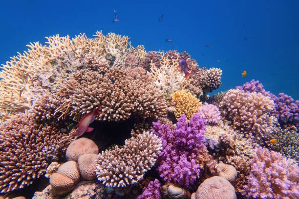 Beautiful colorful healthy coral reef with diversity of hard corals Beautiful colorful healthy coral reef with diversity of hard corals great barrier reef photos stock pictures, royalty-free photos & images